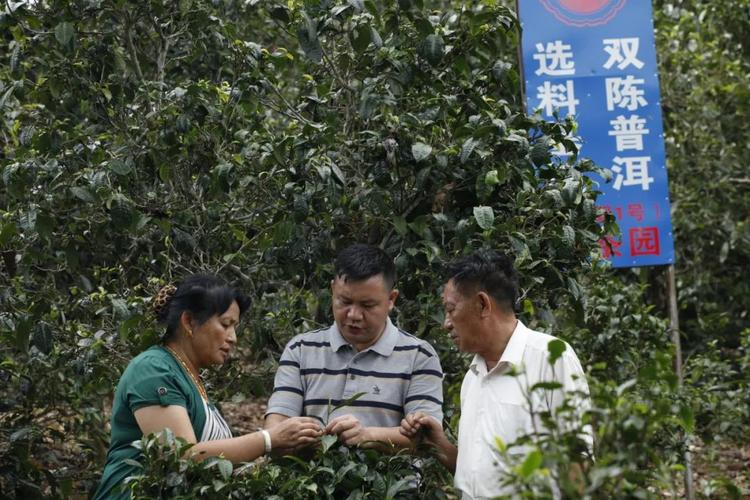 香港今晚开现场直播